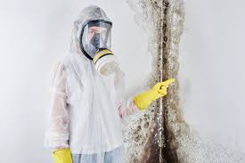 Why You Should Choose Our Mold Remediation Services in Dublin, TX